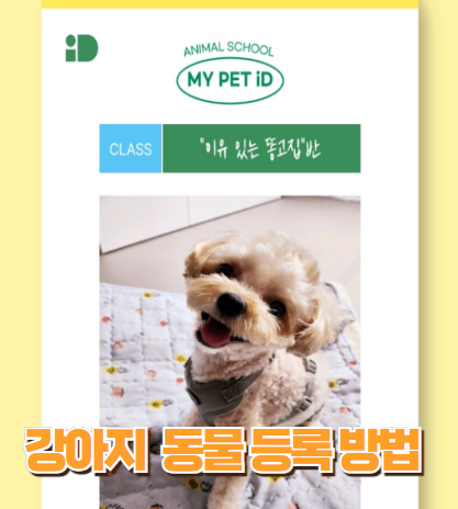강아지 등록 방법 썸네일