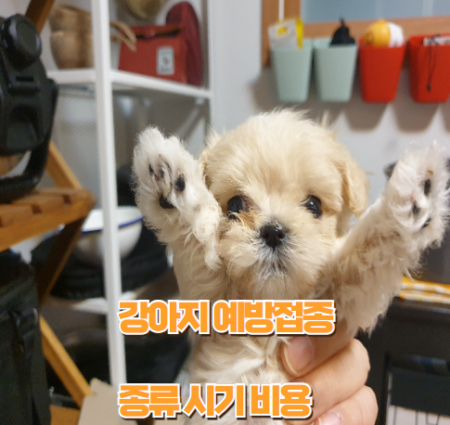 강아지 예방접종 썸네일