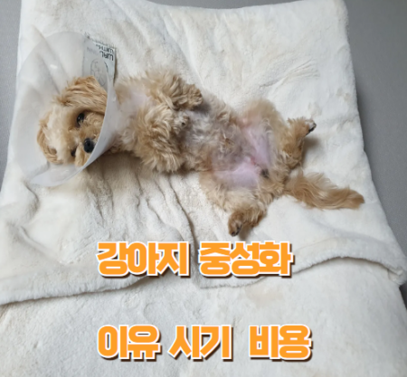 강아지 중성화 썸네일
