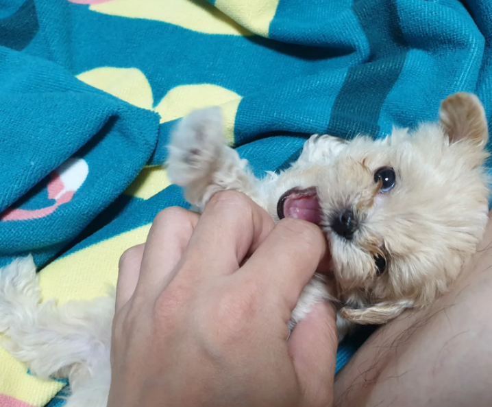 말티푸 성격