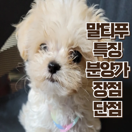 말티푸 썸네일