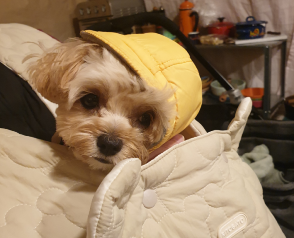 말티푸2
