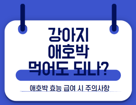 강아지 애호박 먹어도되나