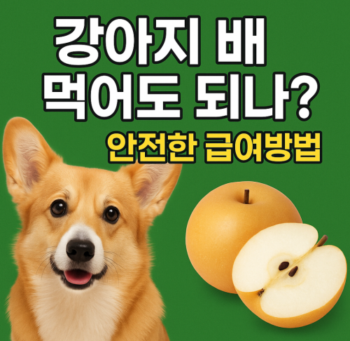 강아지 배 급여방법