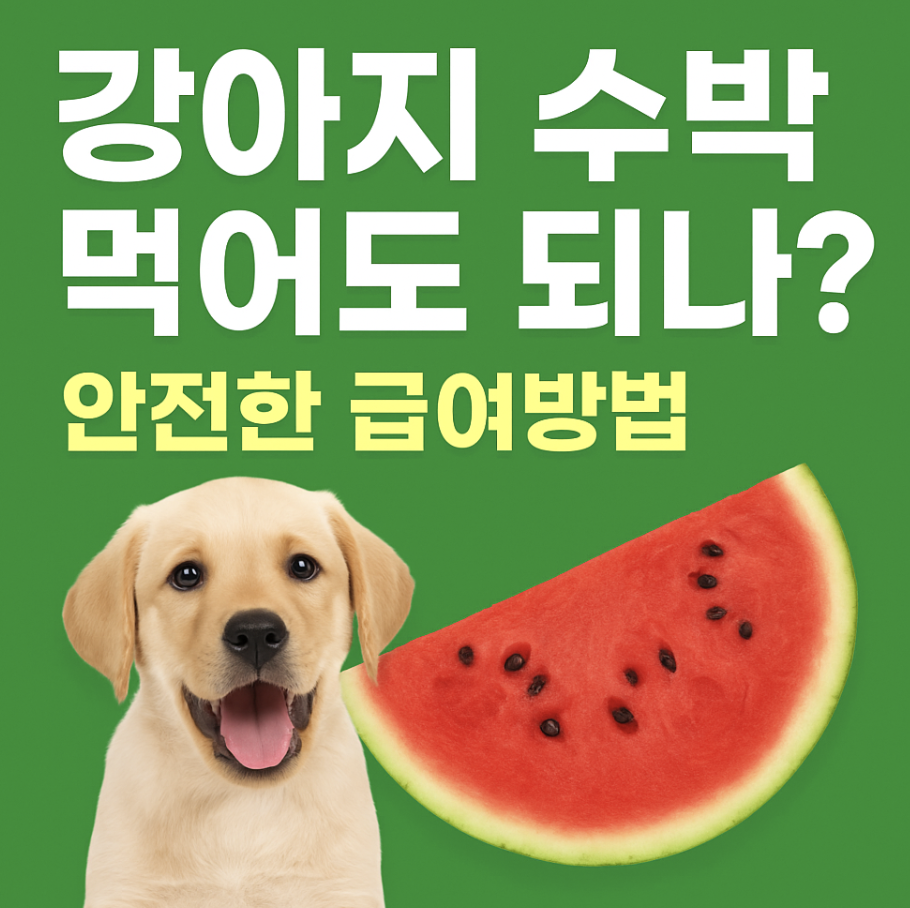 강아지 수박 급여방법