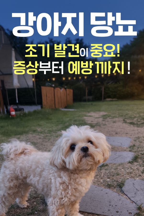 강아지 당뇨