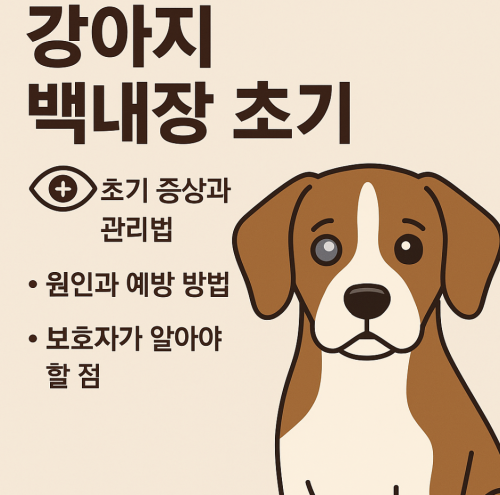 강아지 백내장